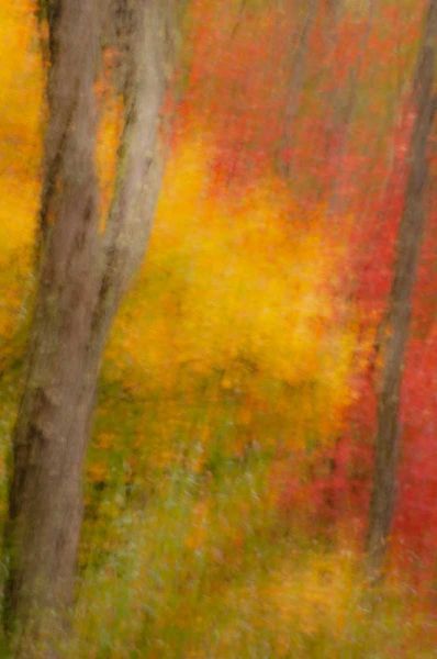 New York, Inlet Abstract of autumn forest scene